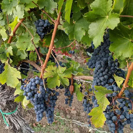 Apartment Haus Waldblick - Sonnenplaetzchen, Bad Bergzabern