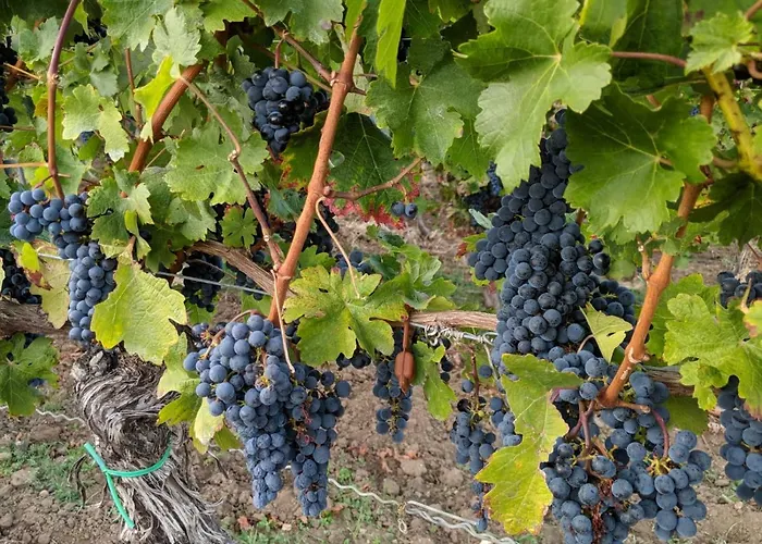 アパート Haus Waldblick - Sonnenplaetzchen, バート・ベルクツァーバーン